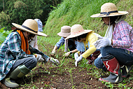 ７期生・女子OBの４人が草むしりの応援に来てくれました