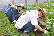 雨で土が柔らかくなっていて、草がむしりやすいとの声も...